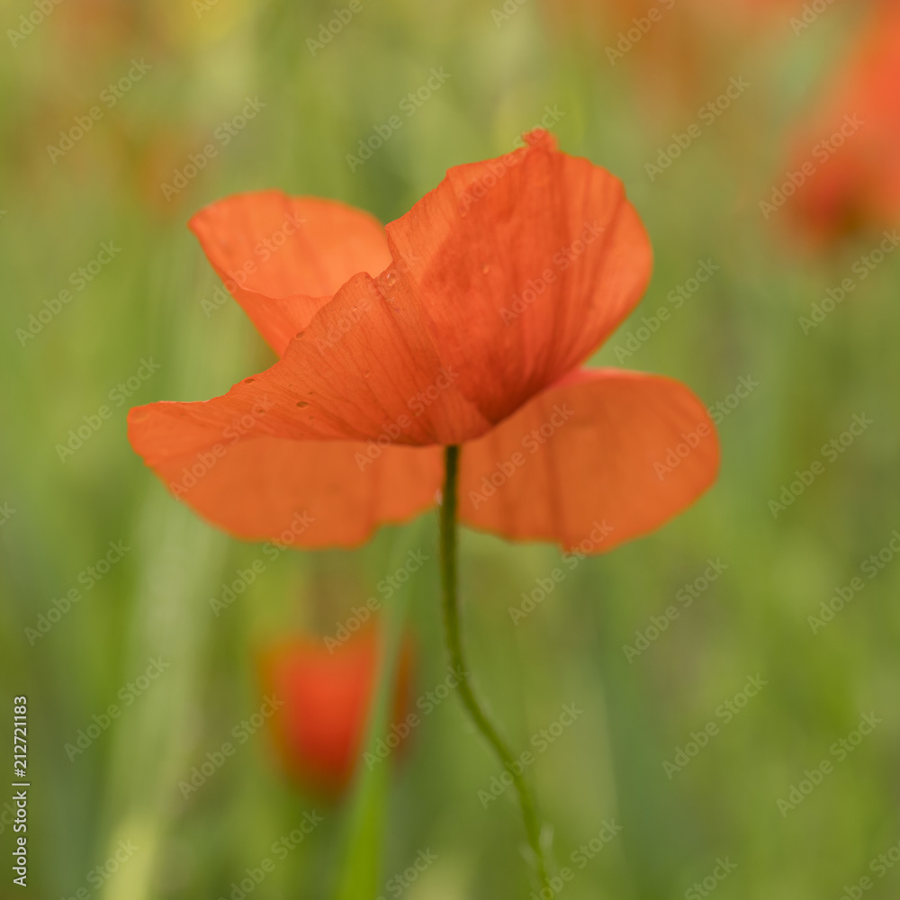 closeup of bright red poppy flower in green summer field closeup of bright red poppy flower in green summer field