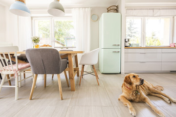 Dog lying on the floor in real photo dining room and kitchen int