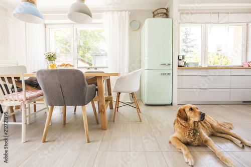Dog lying on the floor in real photo dining room and kitchen int