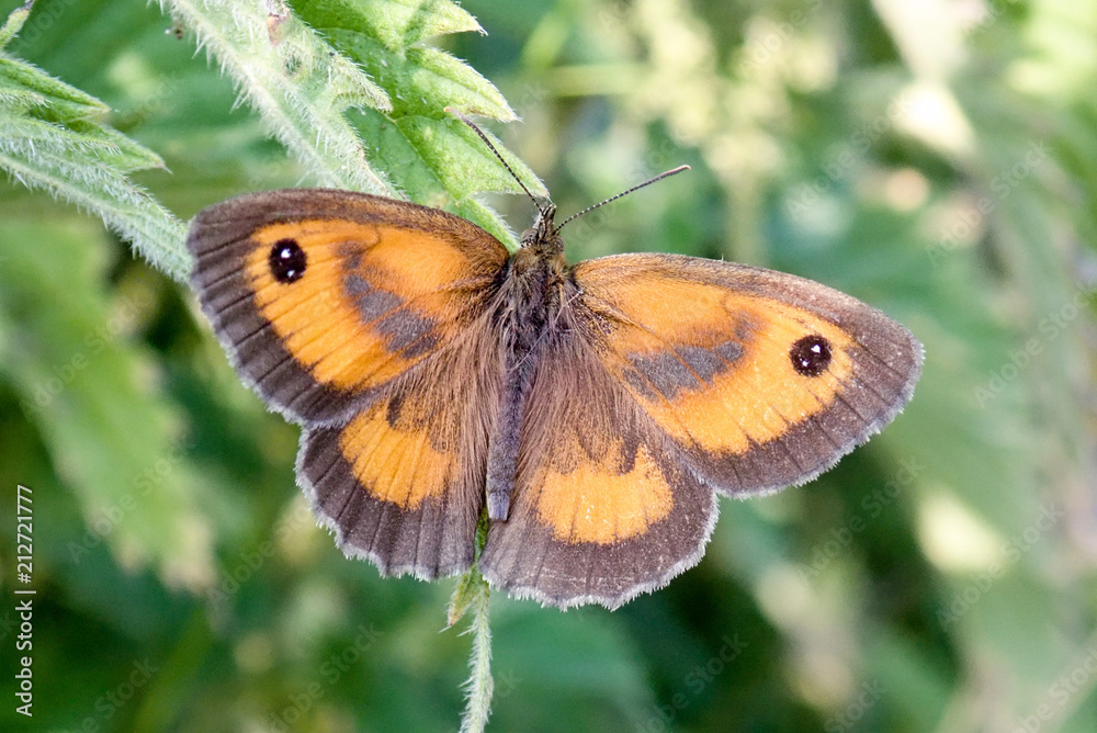 Obraz premium Close-up of Gatekeeper or Hedge Brown Butterfly Pyronia tithonus