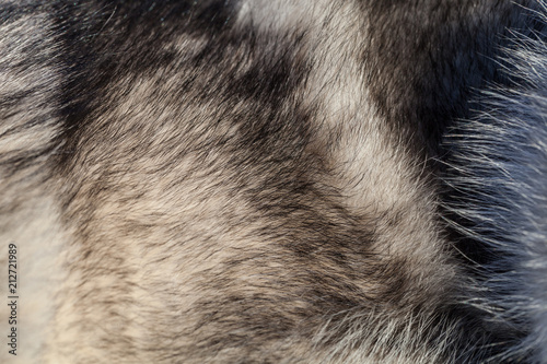 Wool of Alaskan malamute