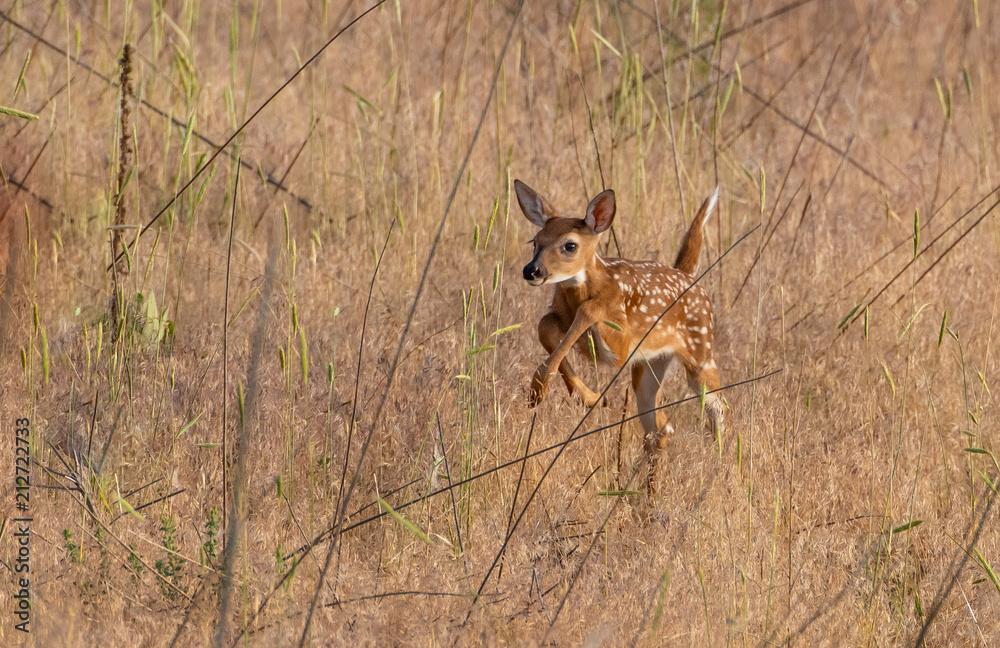 Fototapeta premium A Beautiful Newborn White-tailed Deer Fawn Exploring Its New World