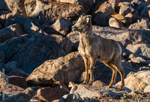 A Young Bighorn Sheep in the Rocky Mountains of Colorado © Kerry Hargrove
