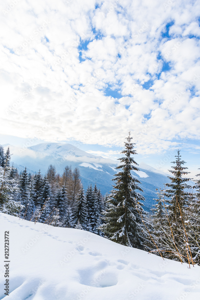 Fototapeta premium Winter snow trees