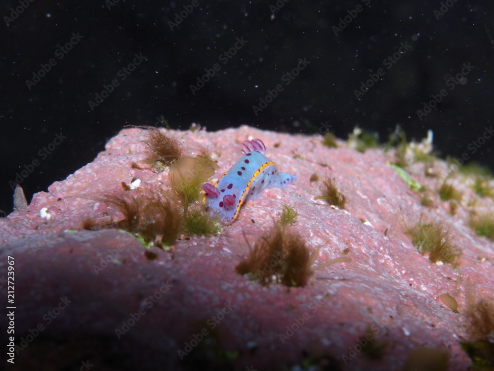 Fototapeta premium Nudibranch-Hypselodoris Bennetti