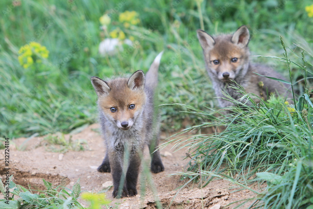 2 renardeaux devant leur terrier