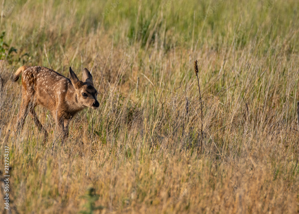 A Baby Mule Deer Fawn in a Meadow 