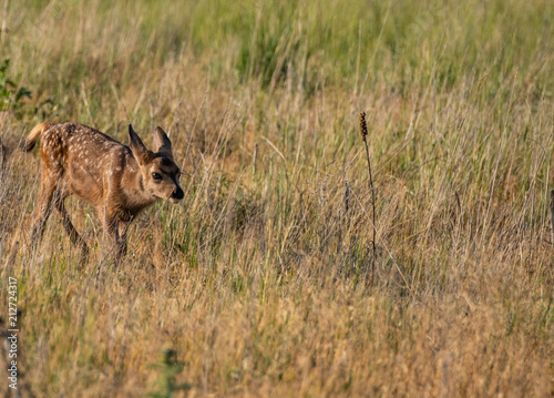 Fototapeta Naklejka Na Ścianę i Meble -  A Baby Mule Deer Fawn in a Meadow 