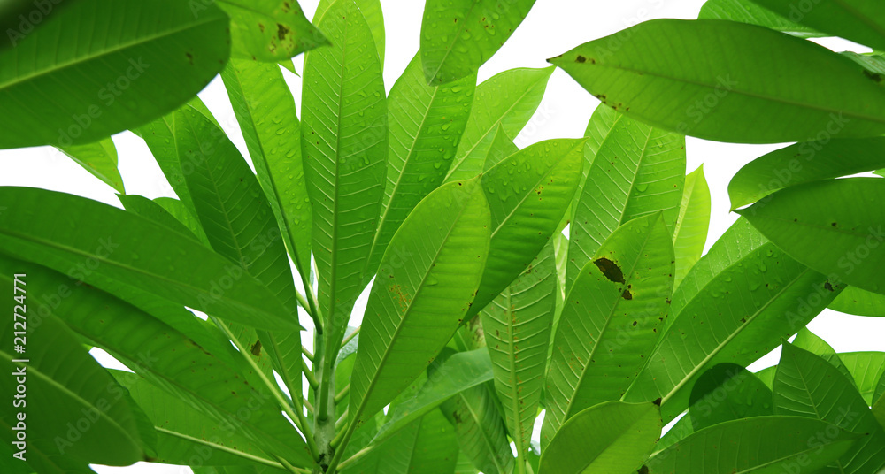 Fototapeta premium Green pattern leaves of Plumeria tree, style and shape isolated on white background.
