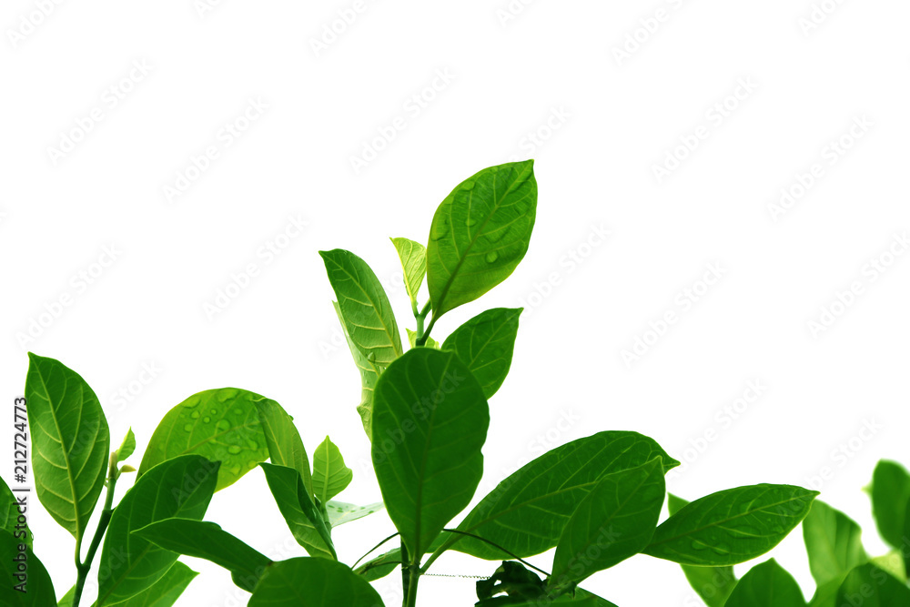 Green top Wood of jackfruit leaves, style and shape isolated on white background. Green top Wood of jackfruit leaves, style and shape isolated on white background.