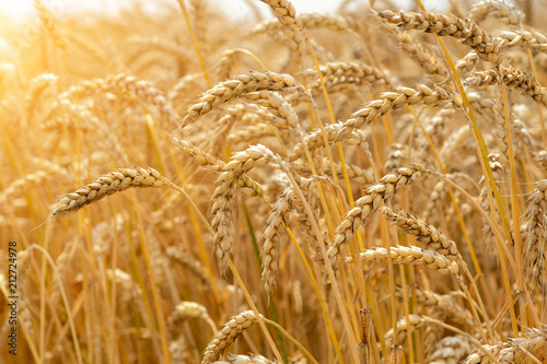 Wheat field. Ears of golden wheat close up. Background of ripening ears of meadow wheat field. Rich harvest Concept.