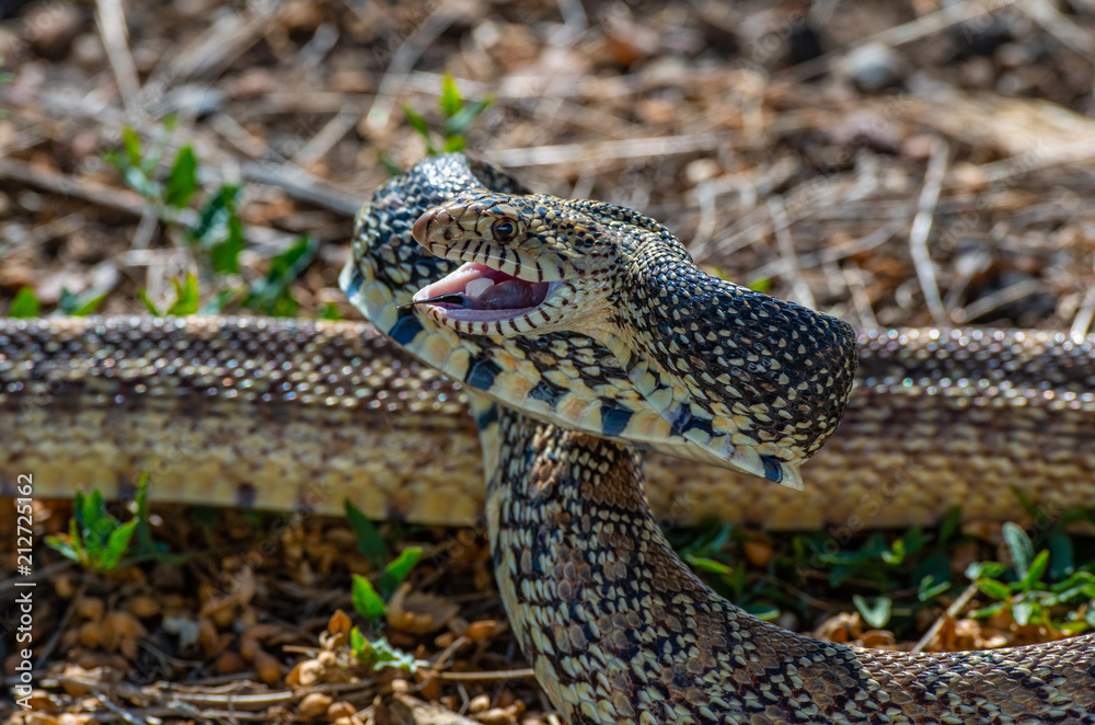 Fototapeta premium A Threatened Bull Snake in Attack/Strike Pose