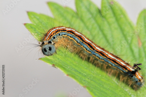 Chenille du papillon malacosoma photo