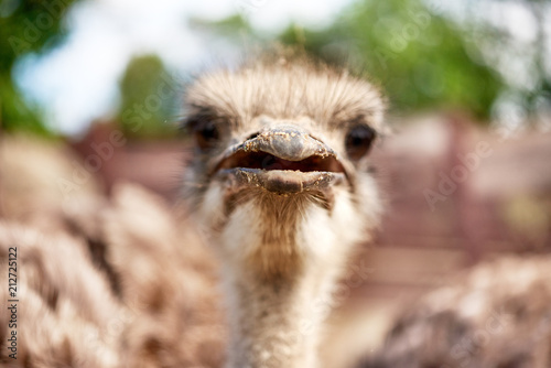 ostrich on an ostrich farm © dvoinik
