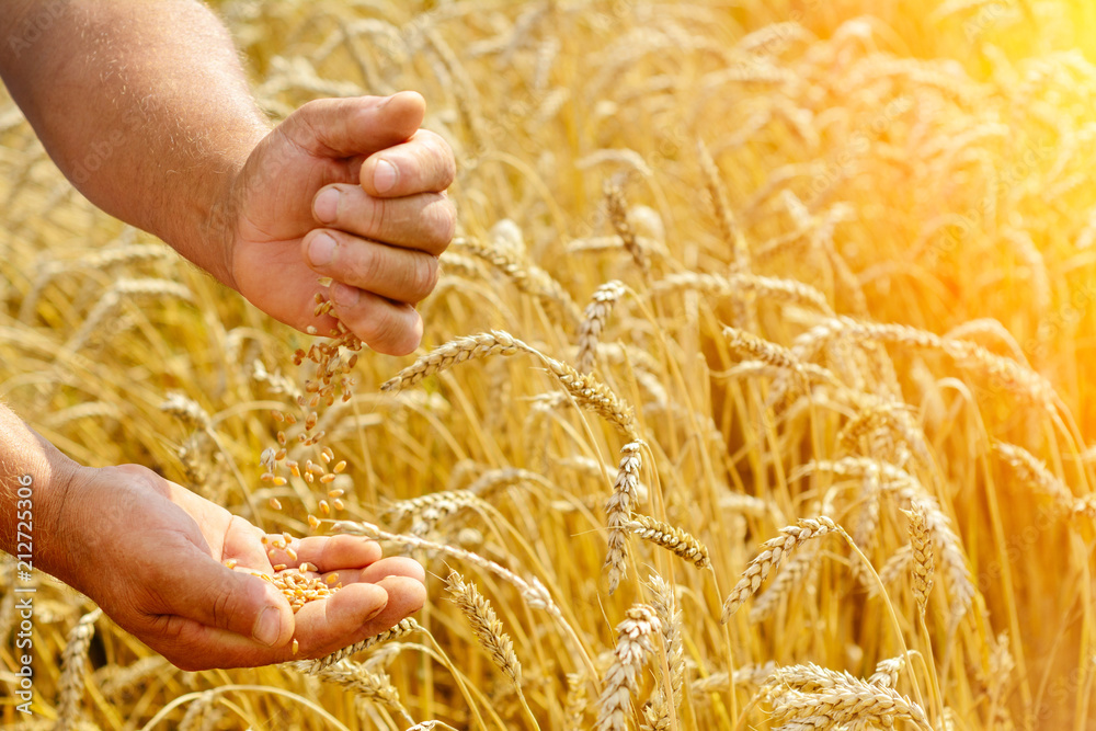 The farmer on a wheat field checks the maturity of wheat grain. Rich harvest Concept. - obrazy, fototapety, plakaty 