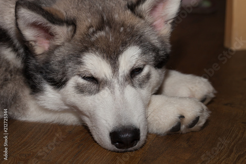 Young alaskan malamute lays on a linoleum floor. Selective focus. Shallow depth of field