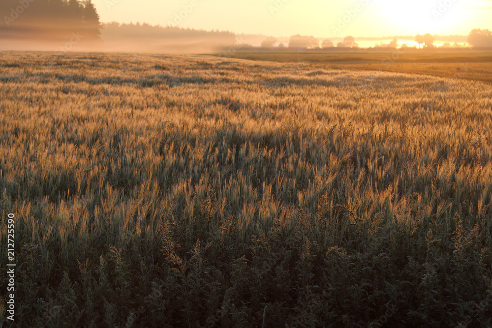 Misty Morning landscape/ Early in the summer sunrise over cereal field near the forest Misty Morning landscape/ Early in the summer sunrise over cereal field near the forest