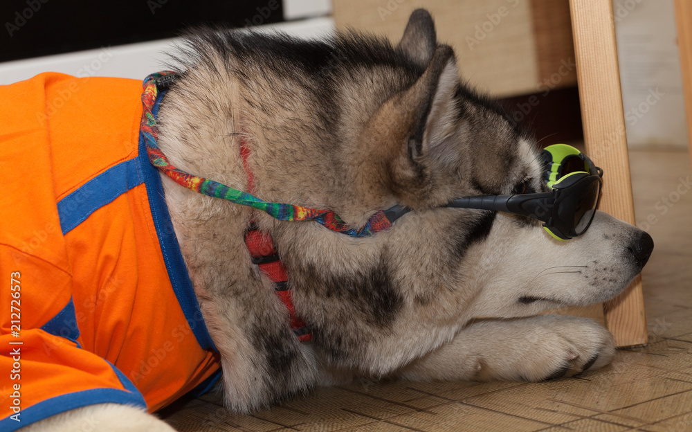 Young alaskan malamute with t-shirt and glasses lays on a linoleum floor. Selective focus. Shallow depth of field