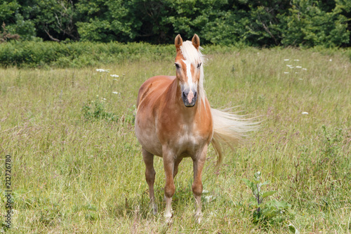 Poney Haflinger au pré