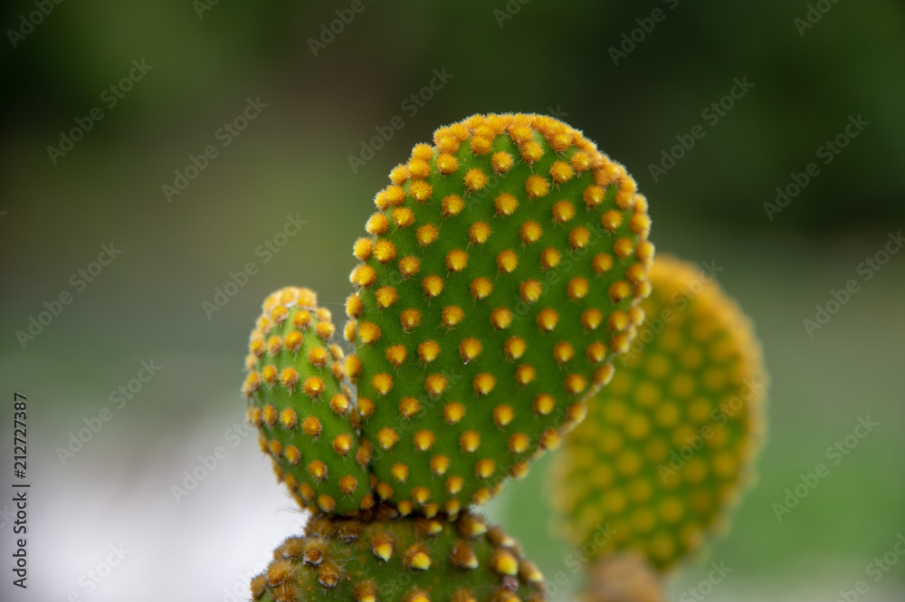 plant plant