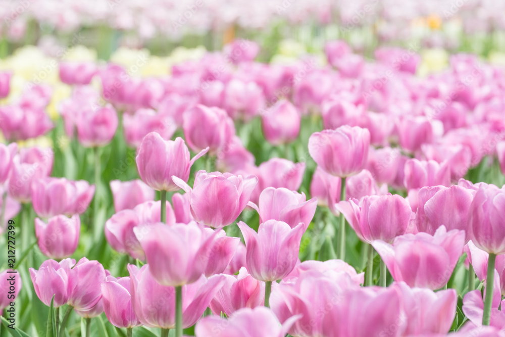Fototapeta premium Fresh colorful tulips