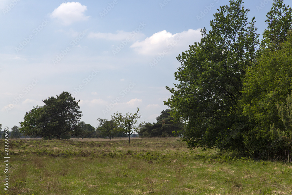 Heathland in Drents-Friesewold National Park, Friesland, Netherlands Heathland in Drents-Friesewold National Park, Friesland, Netherlands
