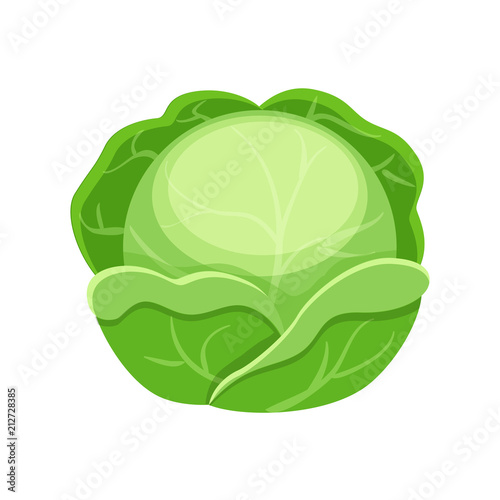 Colorful cabbage vector illustration isolated on white backgroun