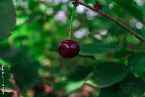 red cherry on a branch