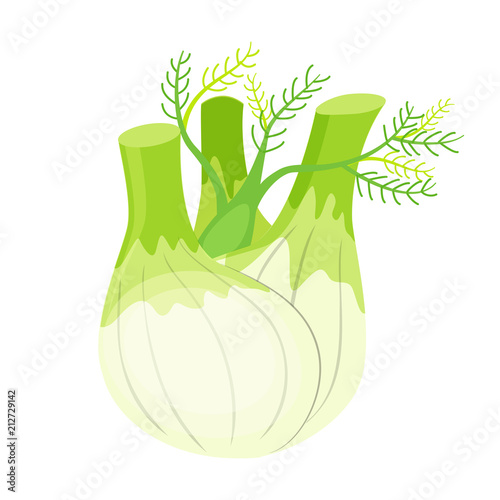 Colorful fennel vector illustration isolated on white background