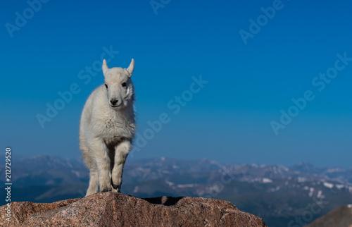 A Baby Mountain Goat Kid At Mount Evans - Colorado