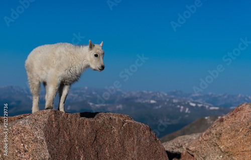 A Baby Mountain Goat Kid At Mount Evans - Colorado