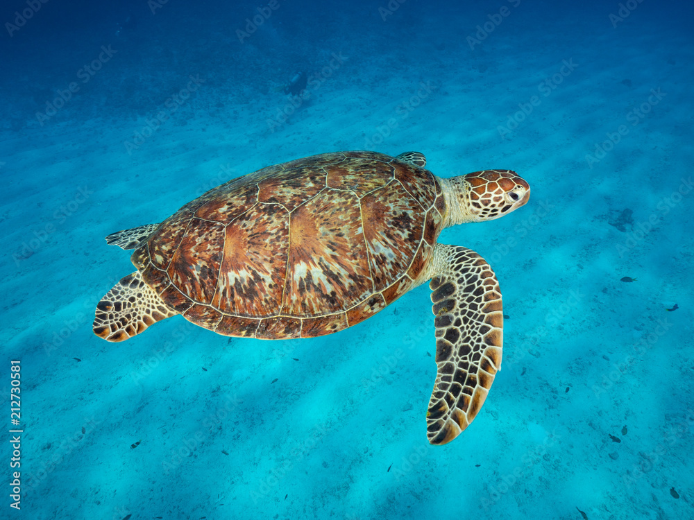 Obraz premium ウミガメ