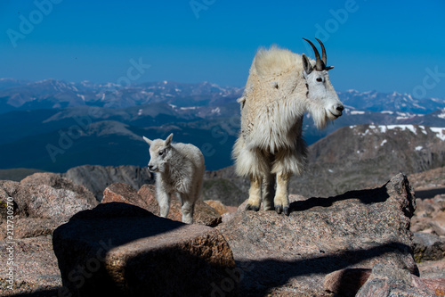 A Mother Nanny and Her Baby Lamb (Kid) in the Colorado Rocky Mountains