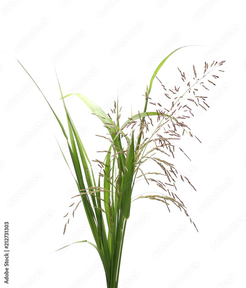 Obraz premium Cane grass reeds isolated on white background, clipping path