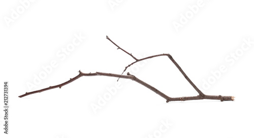 Dry birch branch isolated on white background