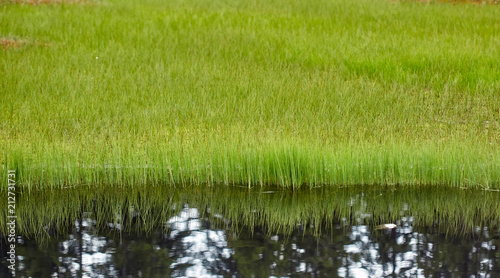 Grass reflecting in a lake