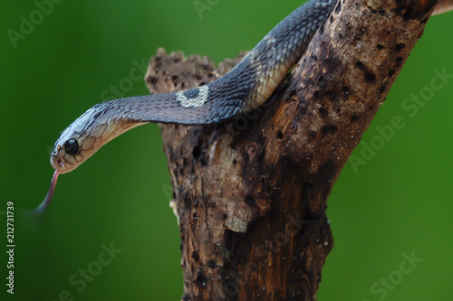 Dangerous venomous snakes..Cobra young snake wiggling on a dead tree with tongue,green blurred background.