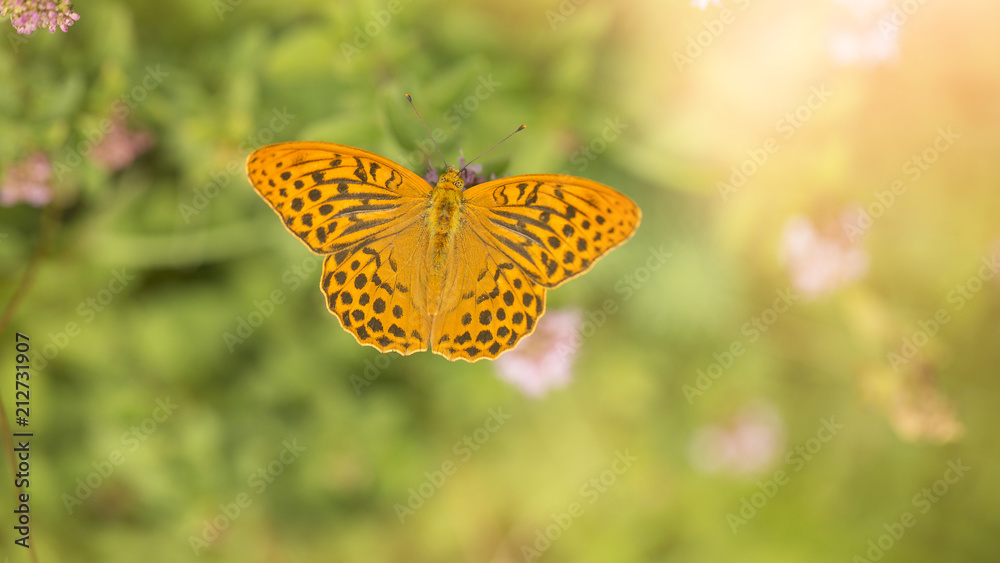 Schmetterling Schmetterling