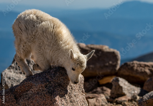 A Baby Mountain Goat Kid At Mount Evans - Colorado © Kerry Hargrove