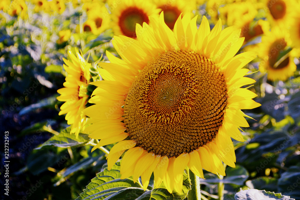Naklejka premium Sunflowers in the field. Yellow summer flowers