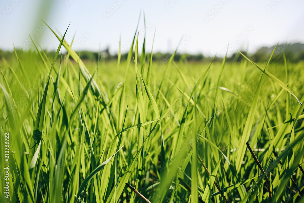 Obraz premium Tall green grass in the field. Summer spring meadow landscape on a sunny day. Nature eco friendly photo. Wallpaper with the blue sky.