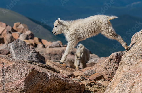 A Playful Baby Mountain Goat Kid Leaping Among Rocks in the Colorado Rocky Mountains