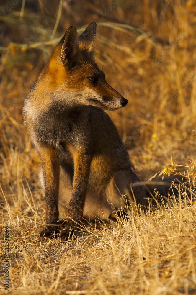 Red fox (Vulpes vulpes) in the field.