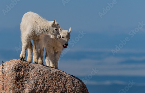 Mountain Goat Lambs Bonding in the Rocky Mountains