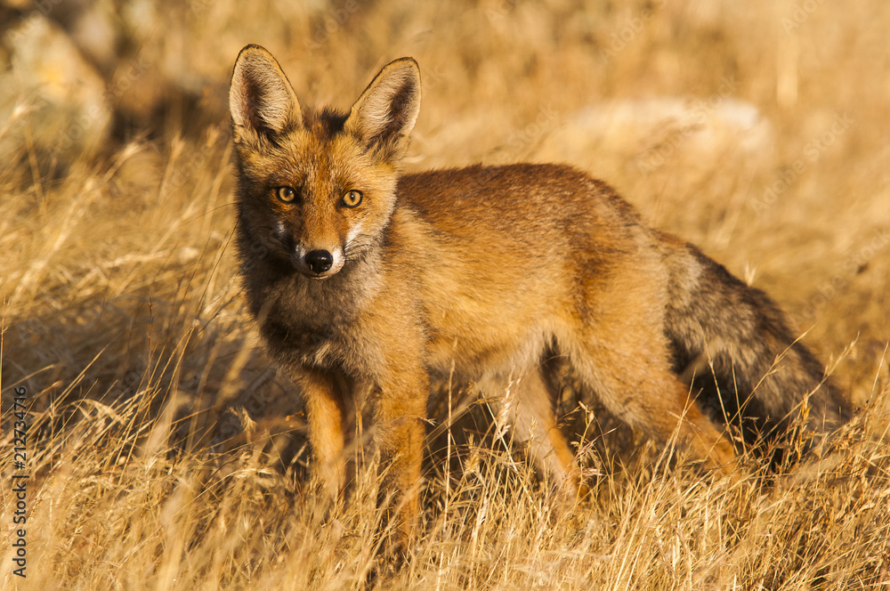 Red fox (Vulpes vulpes) in the field. Red fox (Vulpes vulpes) in the field.