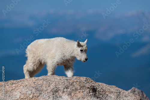 An Adorable Baby Mountain Goat Lamb Kid