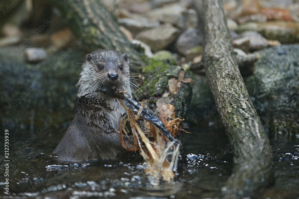 Fototapeta premium Very cute river otter in the nature habitat. Wild animals in captivity. Beautiful and endangered european mammals. River otters playing in the water. Lutra lutra. 