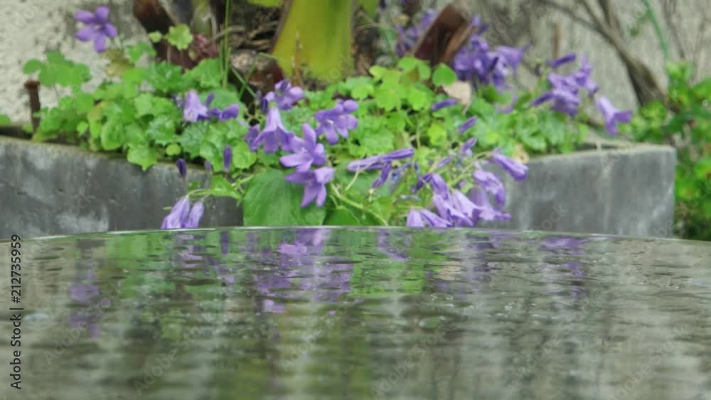 Violet flowers in a large flowerpot swing in the wind and reflected on the surface of the metal table Violet flowers in a large flowerpot swing in the wind and reflected on the surface of the metal table