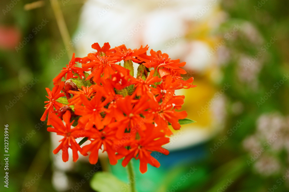 Flower & Цветок Flower & Цветок