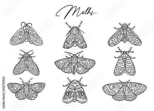 Ink butterflies and moths collection. Hand drawn vector illustration. Ideal for coloring print